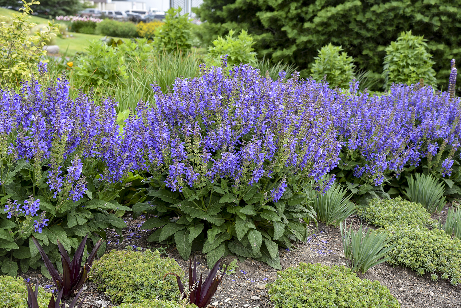 Salvia